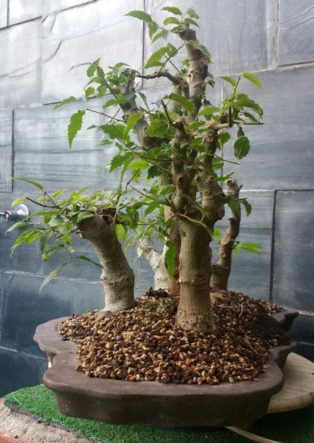 Bosque de Celtis  : primeros trabajos