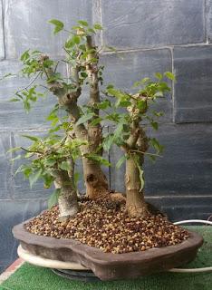 Bosque de Celtis  : primeros trabajos