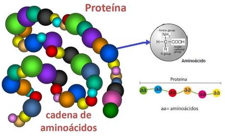 Encuentran Proteina Clave para Detener la Diabetes