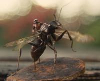 Ant-Man montando sobre una hormiga con alas
