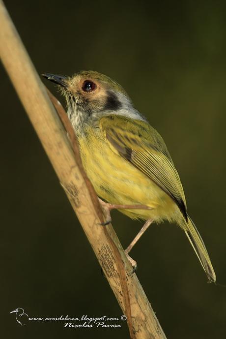 Mosqueta enana (Eared Pigmy-tyrant) Myiornis auricularis