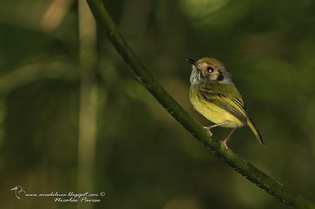 Mosqueta enana (Eared Pigmy-tyrant) Myiornis auricularis