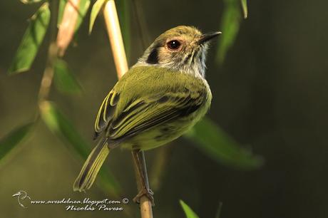 Mosqueta enana (Eared Pigmy-tyrant) Myiornis auricularis