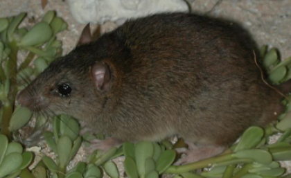 El primer mamífero extinto por el Cambio Climático