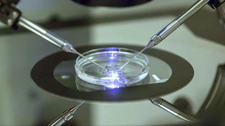 ¿Qué es el mini FIV?