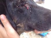 Conjuntivitis perros, aprende cómo tratarla perro