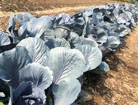 Benvinguts a Pagès horta ecologica pla de munt palafolls benvinguts a pages baco y boca