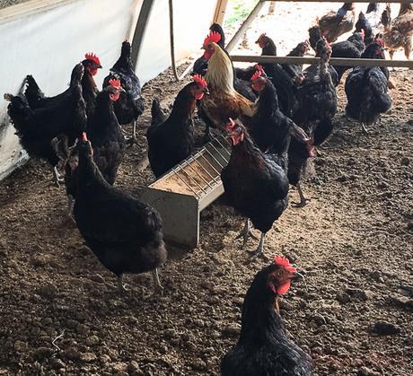 Benvinguts a Pagès gallinas horta ecologica pla de munt palafolls benvinguts a pages baco y boca