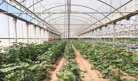 Benvinguts a Pagès horta ecologica pla de munt benvinguts a pages baco y boca