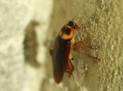 Enfermedades causadas plagas cucarachas