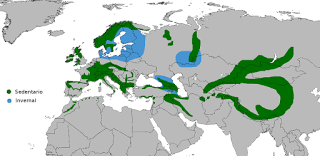 Mirlo acuático en Avilés