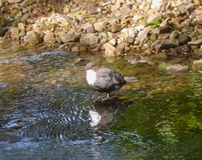 Mirlo acuático en Avilés