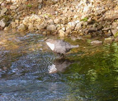Mirlo acuático en Avilés