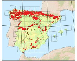 Mirlo acuático en Avilés