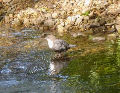 Mirlo acuático en Avilés