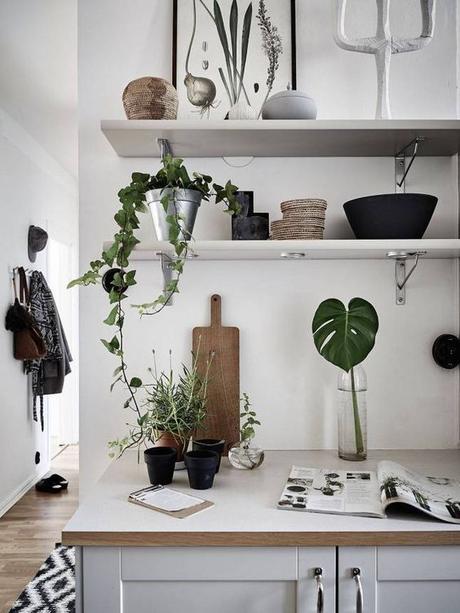 Urban Jungle Bloggers: Plantas en casa