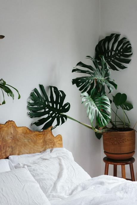 Urban Jungle Bloggers: Plantas en casa