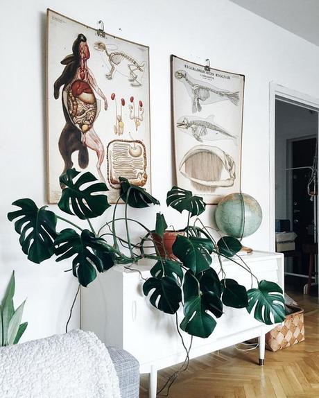 Urban Jungle Bloggers: Plantas en casa