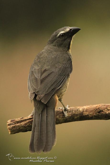 Pepitero gris (Grayish Saltator) Saltator coerulescens Pepitero gris (Grayish Saltator) Saltator coerulescens