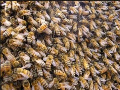 CUANTAS ABEJAS TENEMOS EN UNA COLMENA? - WE HAVE MANY BEES IN A BEEHIVE?