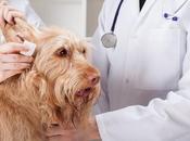 Remedios Caseros para Otitis Canina