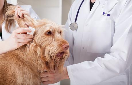 remedios-caseros-para-la-otitis-canina-1
