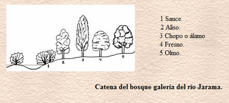 PAISAJE VEGETAL DE RIBERA PAISAJE VEGETAL DE RIBERA