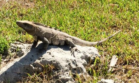 Conoce las piedras térmicas para reptiles