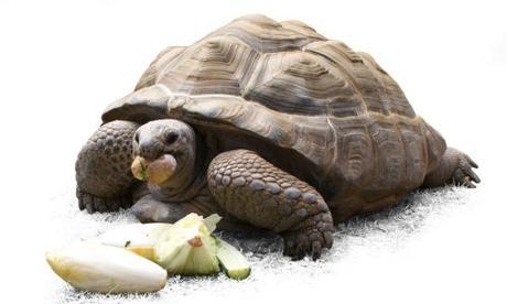 Deficiencia de vitamina A en las tortugas