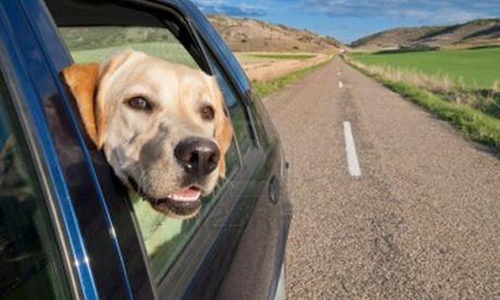 Accesorios de viaje para perro: viajar con tu mascota en muy fácil