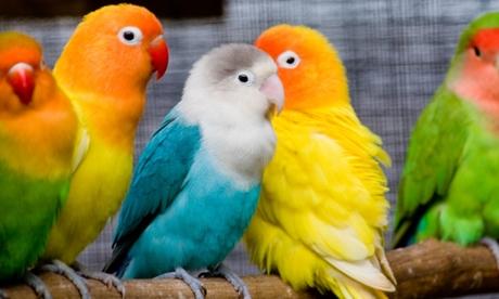Conoce la importancia de las vitaminas en la alimentación de las aves