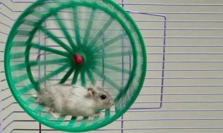 Cómo afecta la falta de ejercicio en los ratones