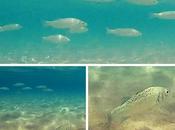 Banco peces platja Llarga Tarragona
