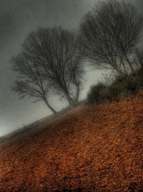 Arboreo 10 - Giugno 17