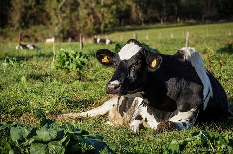 Rumiando a media tarde