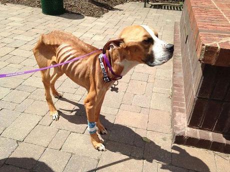 desnutrición en perros