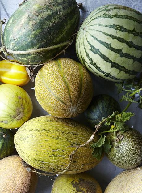 last days of summer. melon obsession. — Hungry Ghost: 