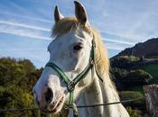 caballo simpático