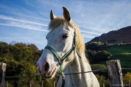 El caballo simpático