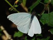 Mariposa