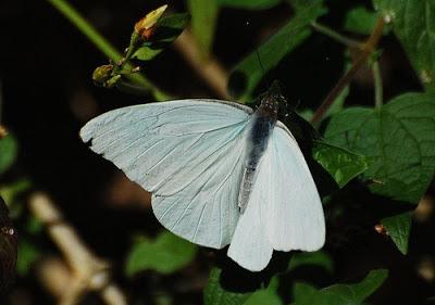 La Mariposa de la Col