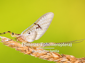 Efimeras