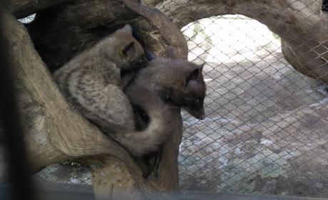 Kopi Luwak, el café más caro del mundo