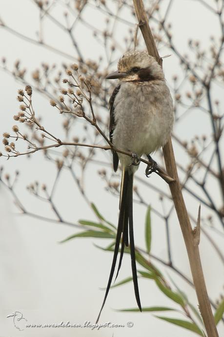 Yetapá grande (Streamer-tailed Tyrant) Gubernetes yetapa