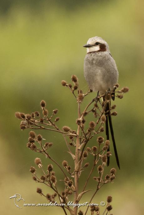 Yetapá grande (Streamer-tailed Tyrant) Gubernetes yetapa