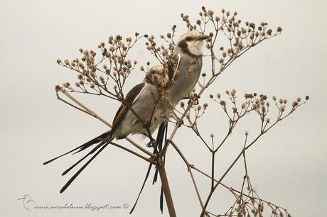 Yetapá grande (Streamer-tailed Tyrant) Gubernetes yetapa