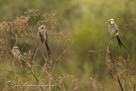 Yetapá grande (Streamer-tailed Tyrant) Gubernetes yetapa