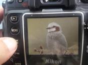 Yetapá grande (Streamer-tailed Tyrant) Gubernetes yetapa