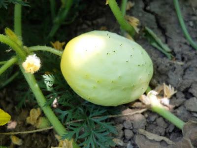 PEPINO LIMÓN, UNA CURIOSA VARIEDAD DEL TRADICIONAL