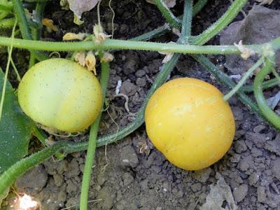 PEPINO LIMÓN, UNA CURIOSA VARIEDAD DEL TRADICIONAL